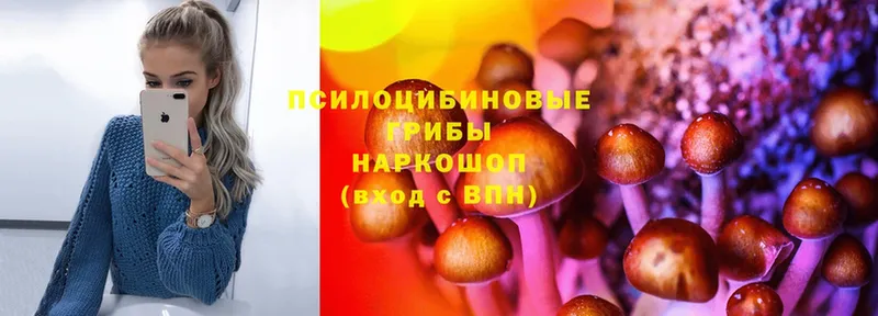 цена наркотик  Горняк  Псилоцибиновые грибы Psilocybine cubensis 